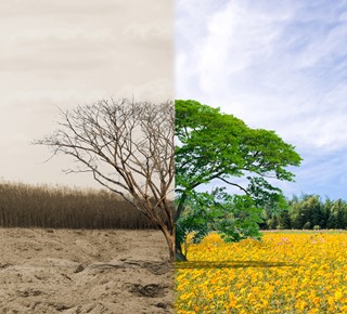 Tree Forest Drought